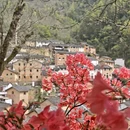 黄山旅游 缩略图 2