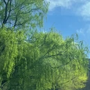 阿坝旅游 缩略图 11