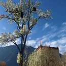 阿坝旅游 缩略图 12