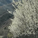 阿坝旅游 缩略图 14
