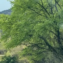 阿坝旅游 缩略图 15