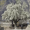 阿坝旅游 缩略图 4