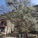 阿坝旅游 缩略图 9