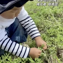 黄山旅游 缩略图 9