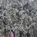 阿坝旅游 缩略图 4