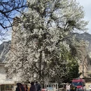 阿坝旅游 缩略图 7