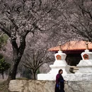 甘孜旅游 缩略图 7