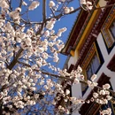 甘孜旅游 缩略图 12