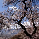 甘孜旅游 缩略图 15