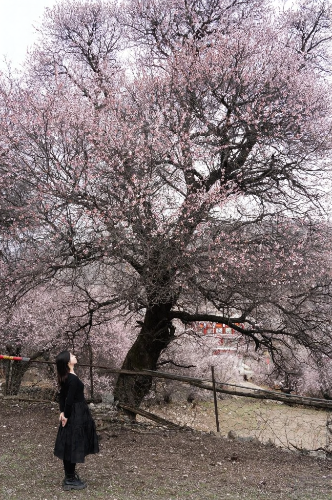 甘孜旅游