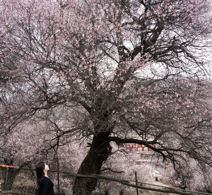 甘孜旅游 1