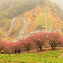 黄山旅游 缩略图 4