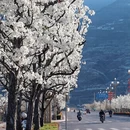 雅安旅游 缩略图 1