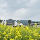 黄山旅游 缩略图 18