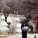 甘孜旅游 缩略图 6