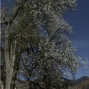 阿坝旅游 缩略图 1
