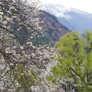 甘孜旅游 缩略图 14