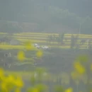 黄山旅游 缩略图 13