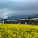 黄山旅游 缩略图 3