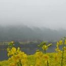 黄山旅游 缩略图 17