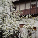 甘孜旅游 缩略图 16