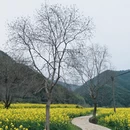 黄山旅游 缩略图 4