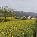 黄山旅游 缩略图 12