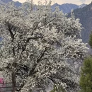 阿坝旅游 缩略图 2