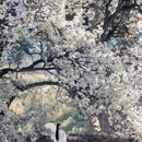 阿坝旅游 缩略图 3