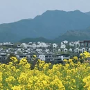 黄山旅游 缩略图 5
