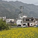 黄山旅游 缩略图 11
