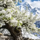 阿坝旅游 缩略图 9