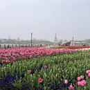 盐城旅游 缩略图 8