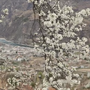 阿坝旅游 缩略图 13