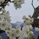阿坝旅游 缩略图 14