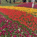 苏州旅游 缩略图 10