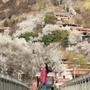 阿坝旅游 缩略图 10