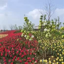 苏州旅游 缩略图 3