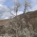 阿坝旅游 缩略图 10