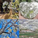 阿坝旅游 缩略图 5