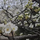 阿坝旅游 缩略图 11