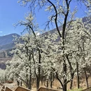 阿坝旅游 缩略图 14
