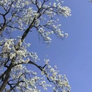 阿坝旅游 缩略图 5