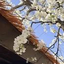阿坝旅游 缩略图 10