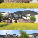 黄山旅游 缩略图 1