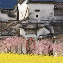 黄山旅游 缩略图 2