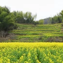 黄山旅游 缩略图 2