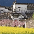 黄山旅游 缩略图 3