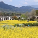 黄山旅游 缩略图 11