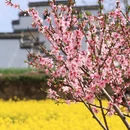 黄山旅游 缩略图 16